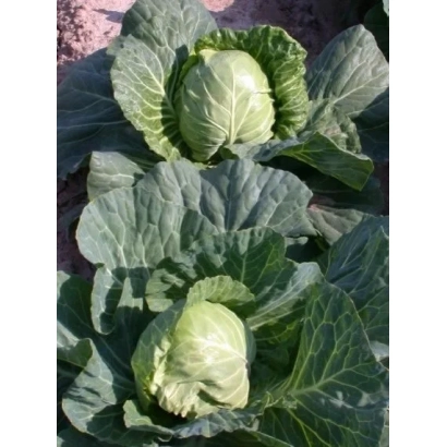 Головки капусты на грядке - Аврора F1