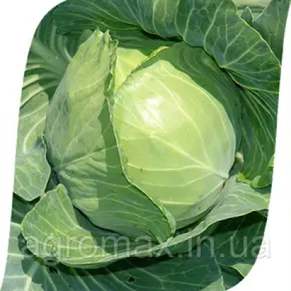 Fresh cabbage Bagira on green background