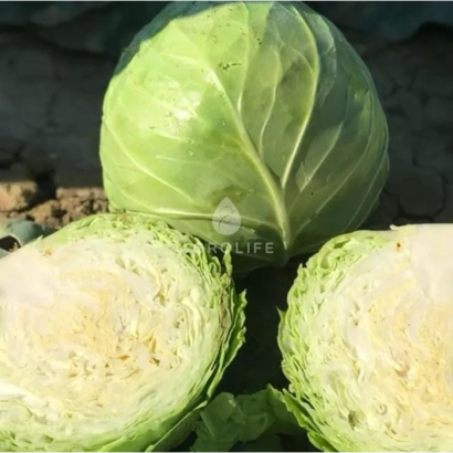 Свежая капуста Баградион, нарезанная пополам, с целой головкой на фоне