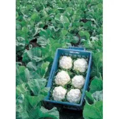 Коробка белокочанной капусты на фоне грядки - Балдо F1