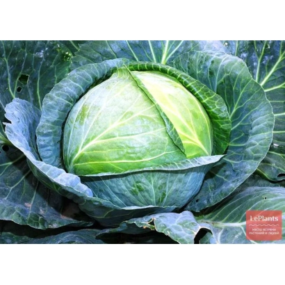 Свежая капуста сорта Бартоло F1 на фоне листьев