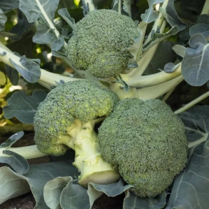 Свежая брокколи на стебле с зелеными листьями - Батавия F1