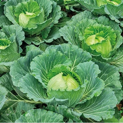 Свежая капуста на грядке - БЕЛАДОННА