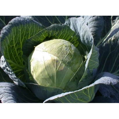 Свежая капуста Белорусская 455