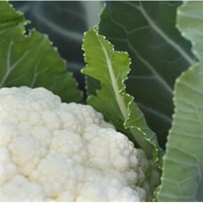 Белокочанная капуста крупным планом с зелеными листьями - БЕРИНГ