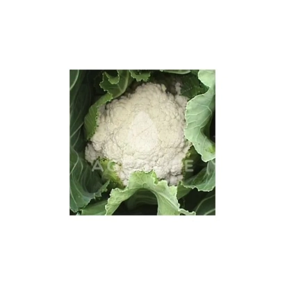 Белокочанная капуста на гряде - Бета