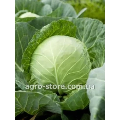 Свежая капуста на фоне зелени - БЕВЕРЛИ ХИЛЛЗ