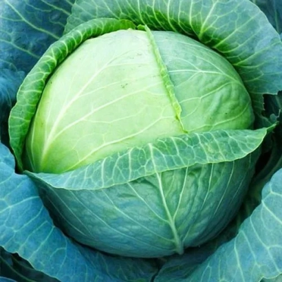 Свежая капуста бирюза