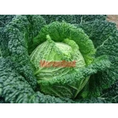 Свежая капуста сорта БЛИСТРА F1