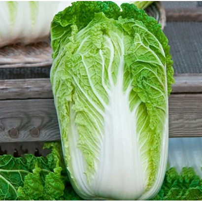 Fresh cabbage on wooden surface - Bokal