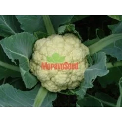 Белокочанная капуста на растении с логотипом MoravoSeed - БОРА