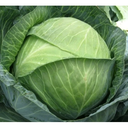Свежая капуста, соответствующая категории Капуста - Бреди F1