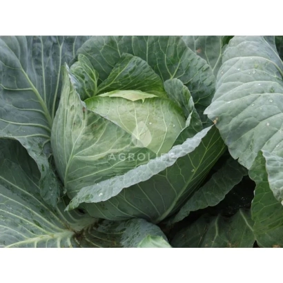 Свежая капуста F1 - Брага F1