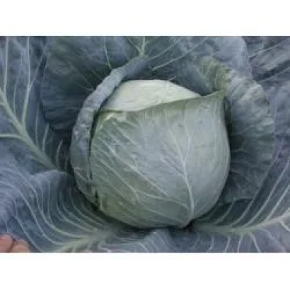 Свежая капуста на грядке - БРАВО F1