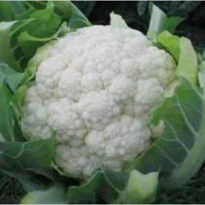 Свежая капуста брокколи на фоне зелени - БРАЗИЛИЯ