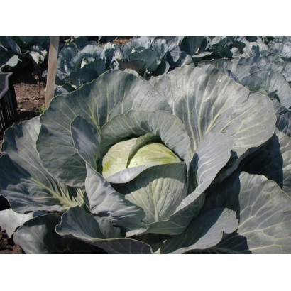 Капуста сорта Бригадир F1 на грядке