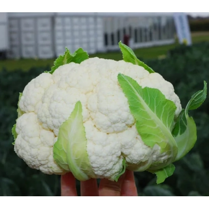 Свежая капуста Бригантина в руке на фоне поля