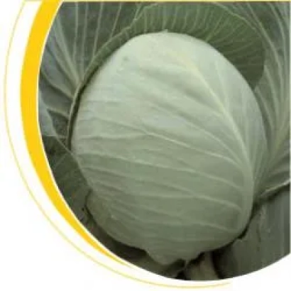 Свежая белокочанная капуста Бузони F1