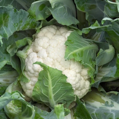 Белокочанная капуста Каспер F1 на грядке