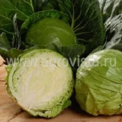 Свежая капуста на деревянной доске с логотипом agrovista.ru - ЦЕНДИС