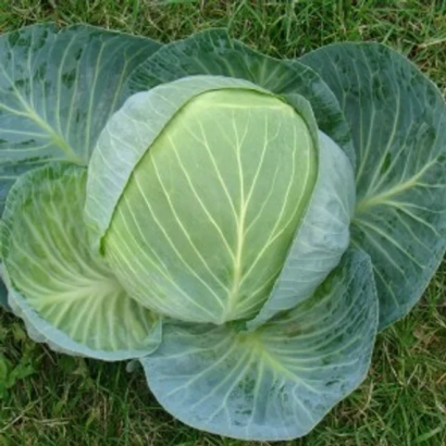 Свежая капуста сорта ЦЕНТУРИОН F1 на зеленой траве