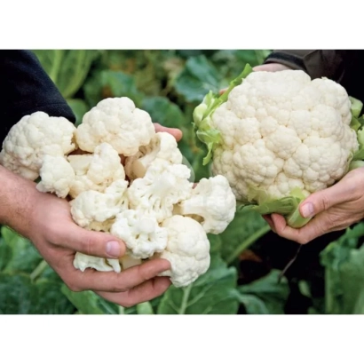 Руки держат головки капусты Серси F1 на фоне зелени.