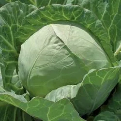 Свежая капуста Чесма РЦ F1