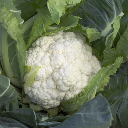 Белокочанная капуста Шамбор F1