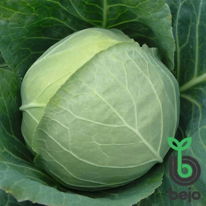 Свежая капуста на фоне листьев - Чекмейт