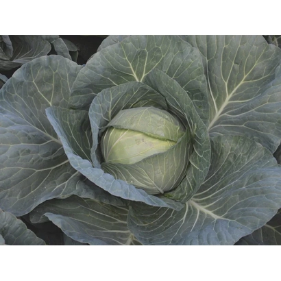 Свежая капуста F1 на фоне листьев - Чиз F1