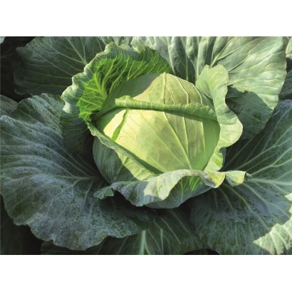 Свіжа капуста Чінук