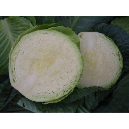 Свежая капуста ЦИКЛОП F1, нарезанная на две части, на фоне листьев