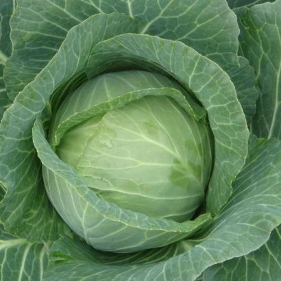 Свежая капуста Силема F1