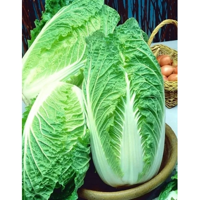 Свежая капуста Цилиндра в корзине