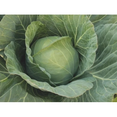 Свежая капуста, крупный план головки - ЧИТА