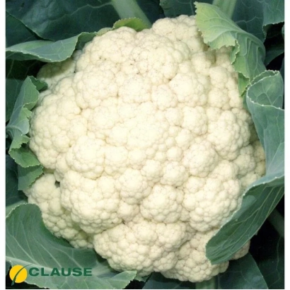 Белокочанная капуста на фоне листьев - Клипер