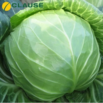 Свежая капуста сорта Констебль