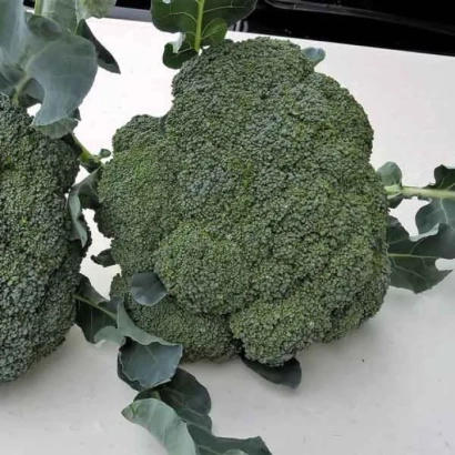 Свежий брокколи на белом фоне - Корато