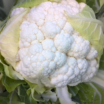 Білокачанна капуста на грядці - Кренік