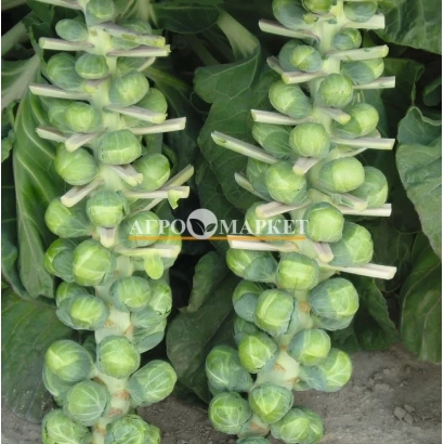 Свежие брюссельские ростки на стебле - ДАВЛИН