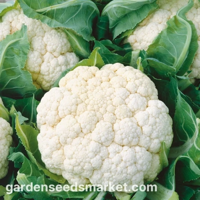 Белокочанная капуста на фоне зелени - Дельта