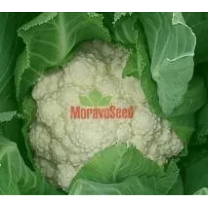 Семена капусты MoravoSeed на фоне листьев - Дельта