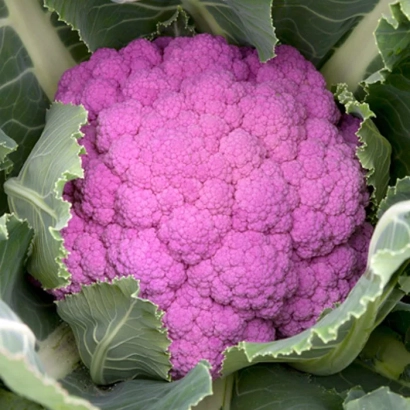 Fresh purple cauliflower - DEPERPL