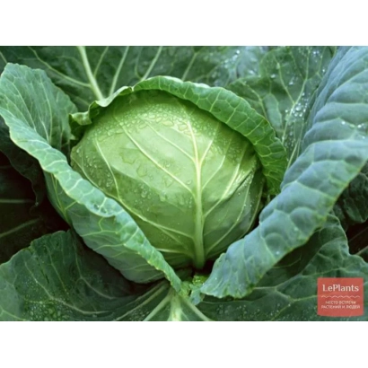 Свежая капуста сорта Дербентская местная улучшенная