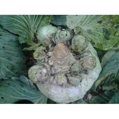 Поврежденная капуста с гнилью и насекомыми - Деточка