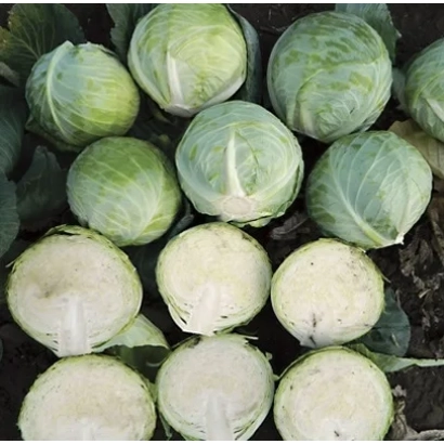 Свежая капуста на грядке - Девотор F1