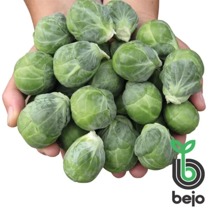 Рука держит кочанчики брюссельской капусты на белом фоне, логотип Bejo в правом нижнем углу. - Диабло F1