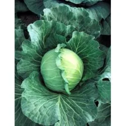 Свежая капуста Didone F1 на фоне листьев - Дидон F1