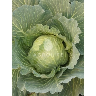 Капуста сорта Дидон F1 на фоне листьев с логотипом AGROLIFE