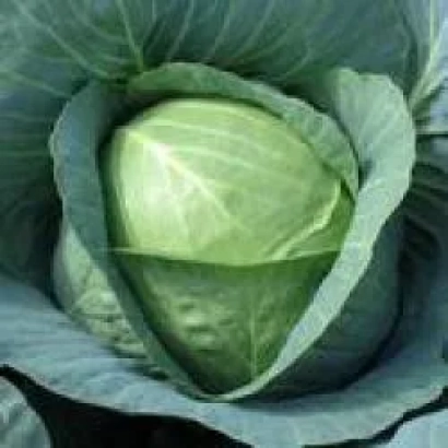 Свежая капуста без названия на изображении - Дискавер F1